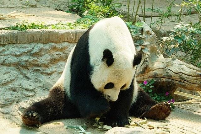 招聘大熊猫饲养员数百份简历零录取 成为大熊猫饲养员的标准有多高